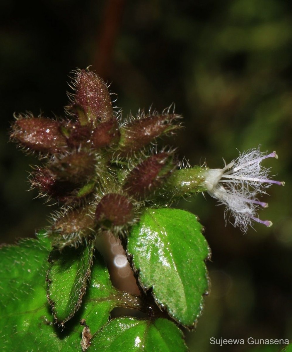 Pogostemon hirsutus Benth.